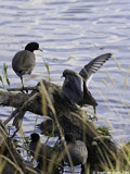 American Coots