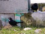 Brewers Black Birds