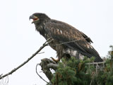 Juvenile Bald Eagle