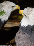 Bald Eagles