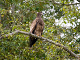 Juvenile Bald Eagle