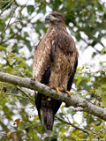 Juvenile Bald Eagle