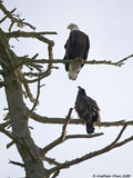 Bald Eagles