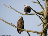 Bald Eagles