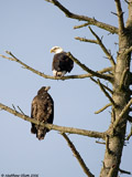 Bald Eagles