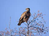Juvenile Bald Eagle