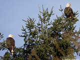 Bald Eagles