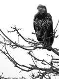 Juvenile Bald Eagle