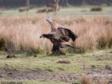 Juvenile Bald Eagle