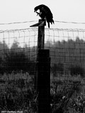 Juvenile Bald Eagle