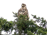 Juvenile Bald Eagle