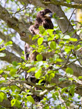 Juvenile Bald Eagle