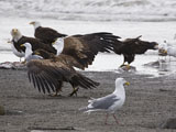 Bald Eagles