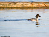Barrows Goldeneye