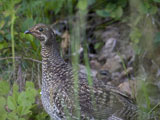 Blue Grouse