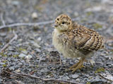 Blue Grouse Chick
