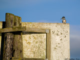 Female Belted Kingfisher