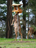 Black Tailed Deer Doe