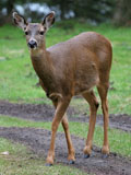Black Tailed Deer Does