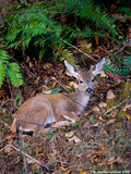 Black Tailed Deer