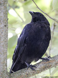 Common Crow