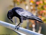 Common Crow