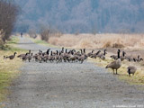 Cackling and Canada Geese