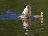 Canada Geese