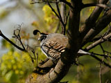 Male California Quail