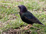 Common Starling