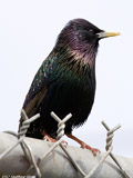 Common Starling