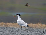 Caspian Tern