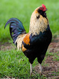 Rooster