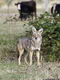 Coyote