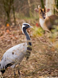 Demoiselle Crane