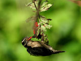Downy Woodpecker