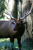Roosevelt Elk Bull