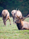Roosevelt Elk Bull