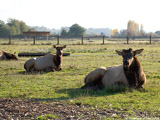 Elk Bull and Cow