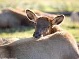 Elk Calf