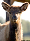 Elk Calf