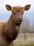 Elk