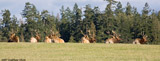 Elk Bulls