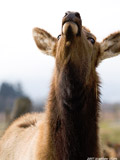 Elk