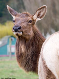 Elk
