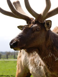Elk