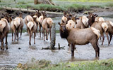 Elk