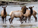 Elk