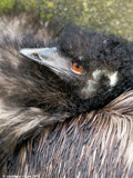 Emu