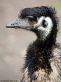 Emu